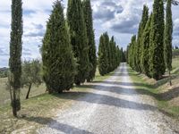 a dirt road lined with trees next to a line of grass topped hills and tall cypress trees