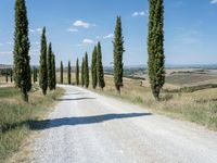 road leading through a countryside with tall cypress trees in the back ground with blue sky and fluffy clouds