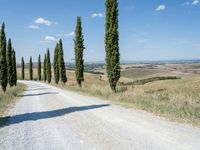 road leading through a countryside with tall cypress trees in the back ground with blue sky and fluffy clouds