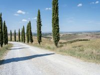 road leading through a countryside with tall cypress trees in the back ground with blue sky and fluffy clouds