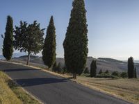 a lone black motorcycle is driving along the road as two tall trees line up along it