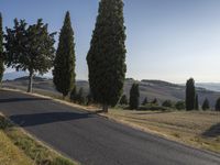 a lone black motorcycle is driving along the road as two tall trees line up along it