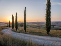 a gravel road with the sun setting in the background and several tall cypress trees, some with cones, all along one end of a dirt road, in the middle