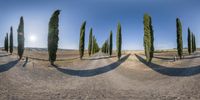 a 360 - view photo with a man and a dog by a tree lined road