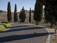 there are trees next to a country road on this nice day in italy by itself