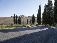 two trees line the street near a road with gravel roads and cypress trees on either side