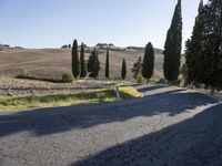 two trees line the street near a road with gravel roads and cypress trees on either side