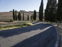 two trees line the street near a road with gravel roads and cypress trees on either side