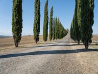 a gravel road with a long row of trees, and blue sky with clouds over the top