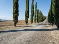 a gravel road with a long row of trees, and blue sky with clouds over the top