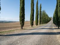 a gravel road with a long row of trees, and blue sky with clouds over the top