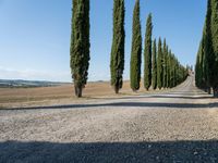 a gravel road with a long row of trees, and blue sky with clouds over the top