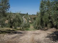 rows of trees line a dirt path beside fields with pine trees on one side and grassy field with rolling hills in the background