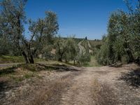 rows of trees line a dirt path beside fields with pine trees on one side and grassy field with rolling hills in the background