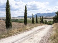 Tuscany Landscape: Clear Sky and Majestic Trees