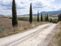 Tuscany Landscape: Clear Sky and Majestic Trees