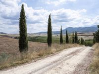 Tuscany Landscape: Clear Sky and Majestic Trees