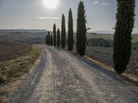 Tuscany Landscape: Cypress Fields and Hills 001