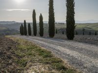 Tuscany Landscape with Cypress Fields and Hills 004