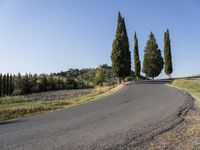 Tuscany Landscape: A Line of Cypress Trees