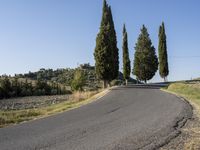 Tuscany Landscape: A Line of Cypress Trees