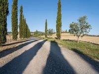 Tuscany Landscape at Dawn in Italy