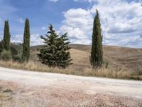 there are three tall trees on the side of a dirt road with hills in the background