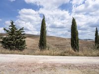 there are three tall trees on the side of a dirt road with hills in the background