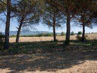 rows of trees line a dirt path beside fields with pine trees on one side and grassy field with rolling hills in the background