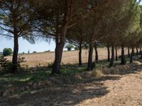 rows of trees line a dirt path beside fields with pine trees on one side and grassy field with rolling hills in the background