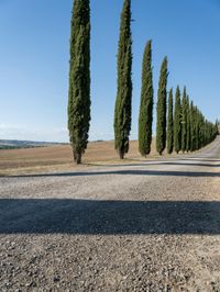 Tuscany Landscape: Road Through Nature