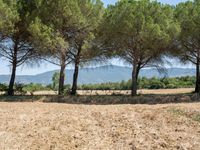 rows of trees line a dirt path beside fields with pine trees on one side and grassy field with rolling hills in the background