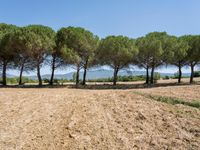 rows of trees line a dirt path beside fields with pine trees on one side and grassy field with rolling hills in the background