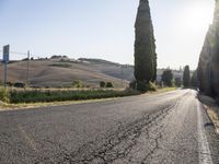 Tuscany Landscape: Sunrise on a Road Lined with Trees