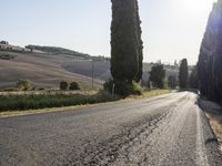 Tuscany Landscape: Sunrise on a Road Lined with Trees