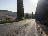 Tuscany Landscape: Sunrise on a Road Lined with Trees