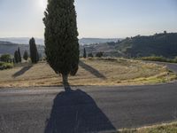 two long cypress trees on the corner of a hill in a country side setting with an empty street below them