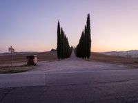 a street with some very long trees on it in the country side, by sunset