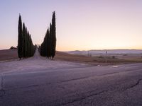 a street with some very long trees on it in the country side, by sunset