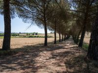 rows of trees line a dirt path beside fields with pine trees on one side and grassy field with rolling hills in the background