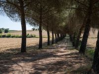 rows of trees line a dirt path beside fields with pine trees on one side and grassy field with rolling hills in the background