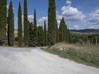 a gravel road lined with tall green trees and blue sky with white clouds in the background