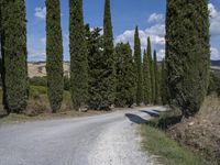 a gravel road lined with tall green trees and blue sky with white clouds in the background