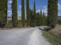 a gravel road lined with tall green trees and blue sky with white clouds in the background