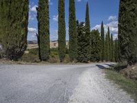 a gravel road lined with tall green trees and blue sky with white clouds in the background