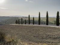 Rugged Landscape of Tuscany: Trees on a Hill