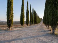 Tuscany's Rugged Road: Lined with Cypress Trees