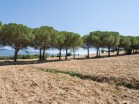 rows of trees line a dirt path beside fields with pine trees on one side and grassy field with rolling hills in the background