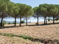 rows of trees line a dirt path beside fields with pine trees on one side and grassy field with rolling hills in the background