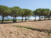 rows of trees line a dirt path beside fields with pine trees on one side and grassy field with rolling hills in the background